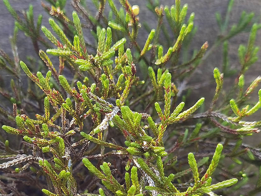 Cassiope mertensiana ssp gracilis